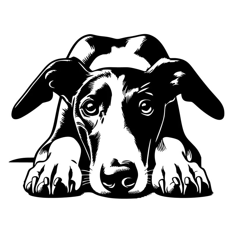 Galgo Kopf mit Pfoten