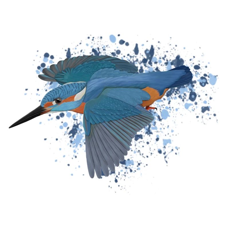 Eisvogel Gartenvogel Singvogel Biologe Vogel