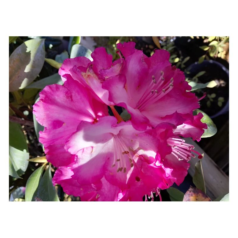 Fuchsia-Azalee in voller Blüte
