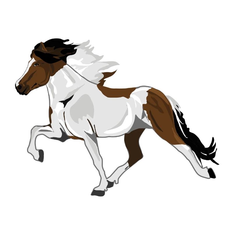 We LOVE Tölter - Piebald de cheval islandais