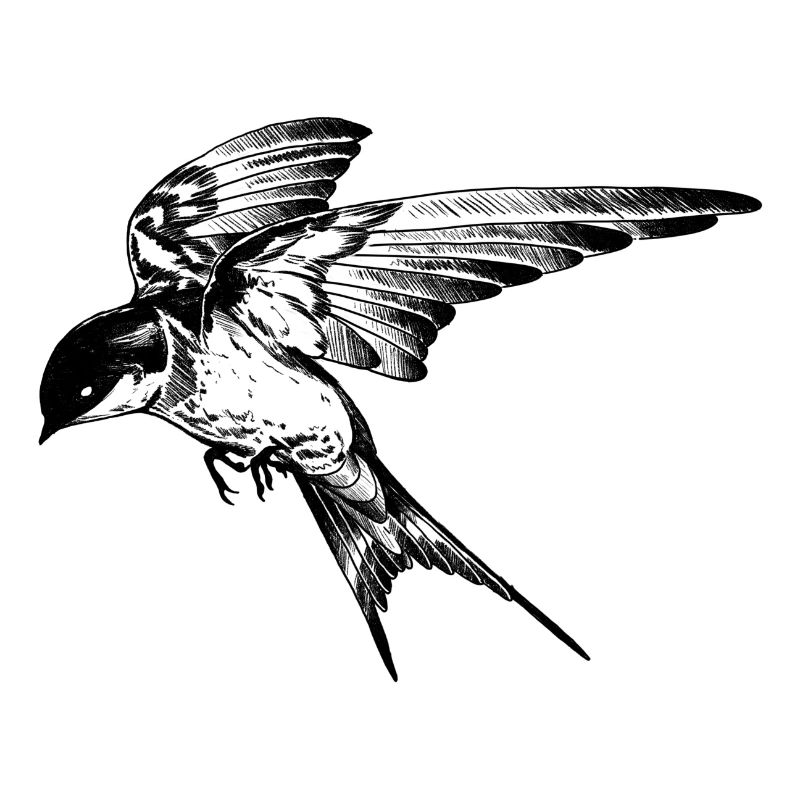 Fliege mit Stil: Die Schwalbe