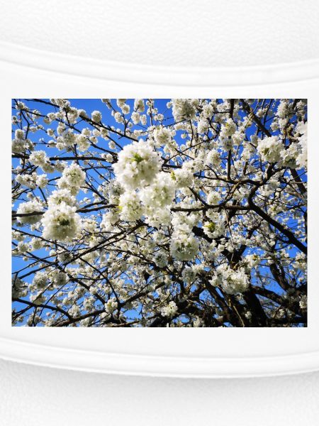 Blühender Kirschbaum im Frühling