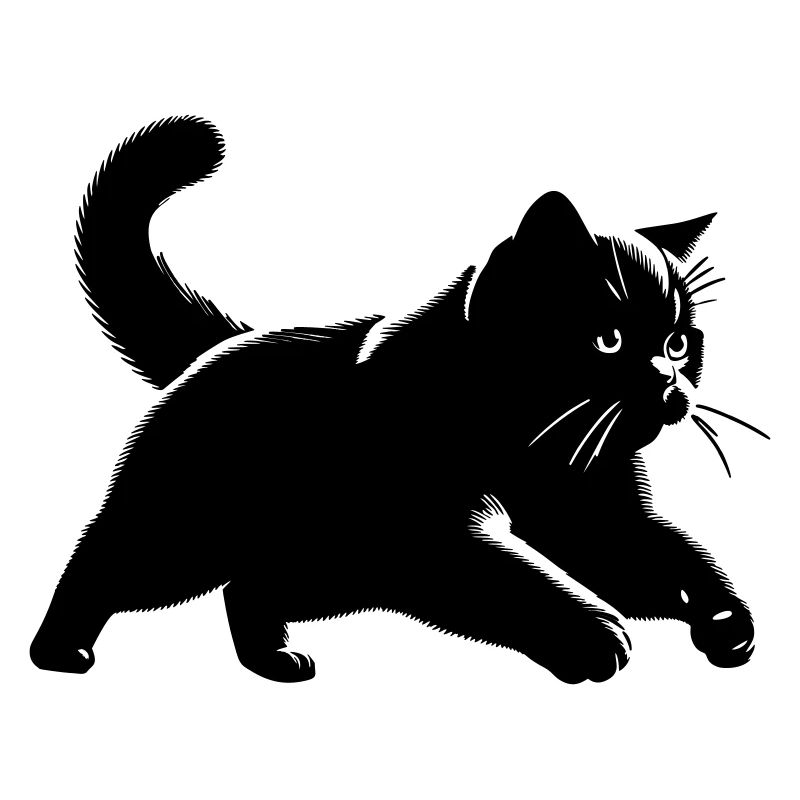 Britisch Kurzhaar Katze