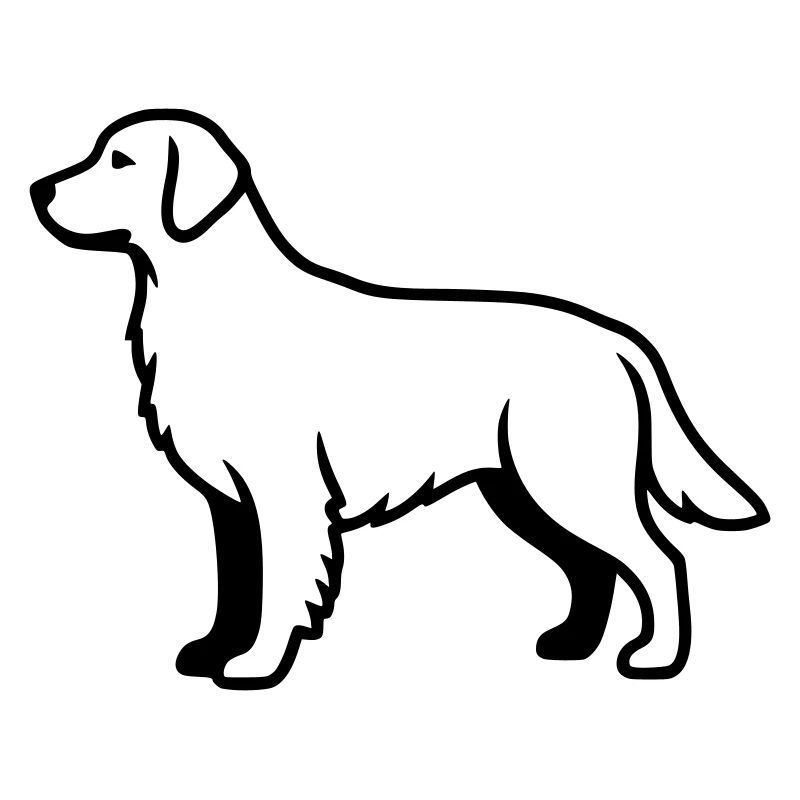 Résumé du chien labrador retriever