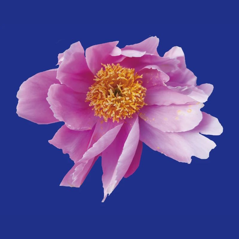 Peony_Dancing_in_Wind