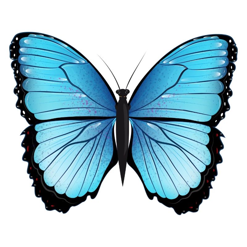 blue butterfly hand drawn and colored