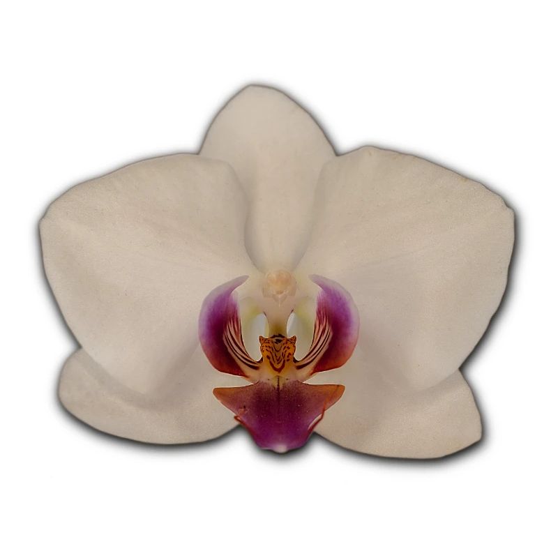 Orchideen