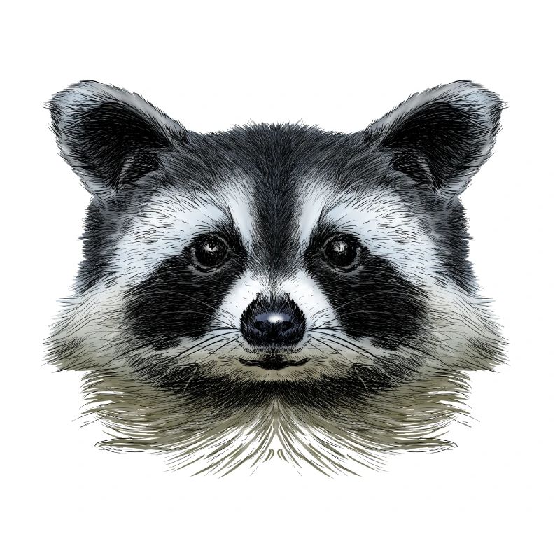 Waschbär