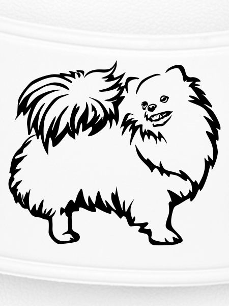 Dwarf spitz