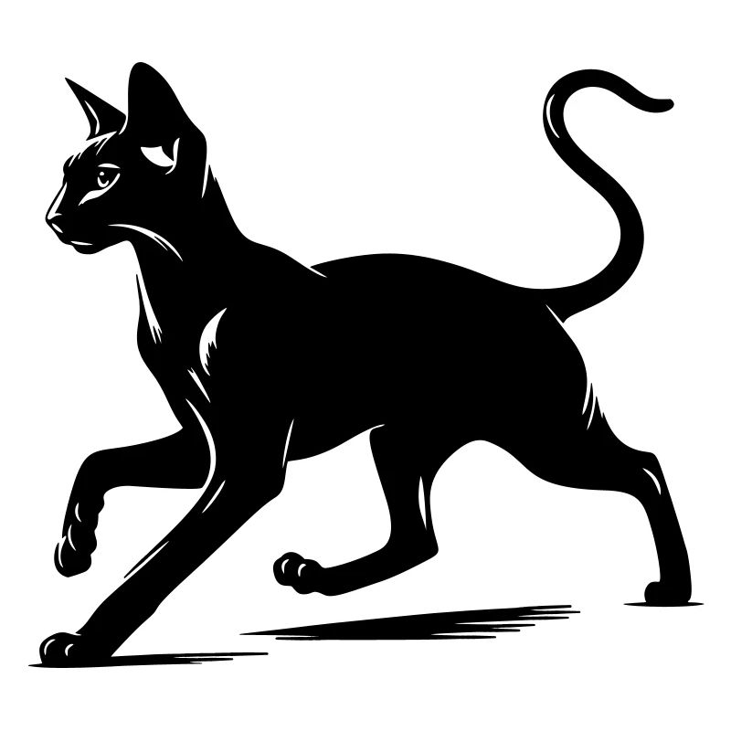 Orientalisch Kurzhaar Katze