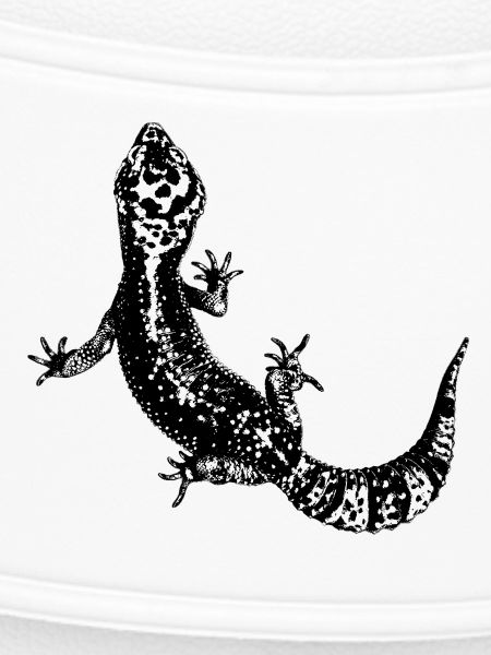 Leopardgecko / Gecko