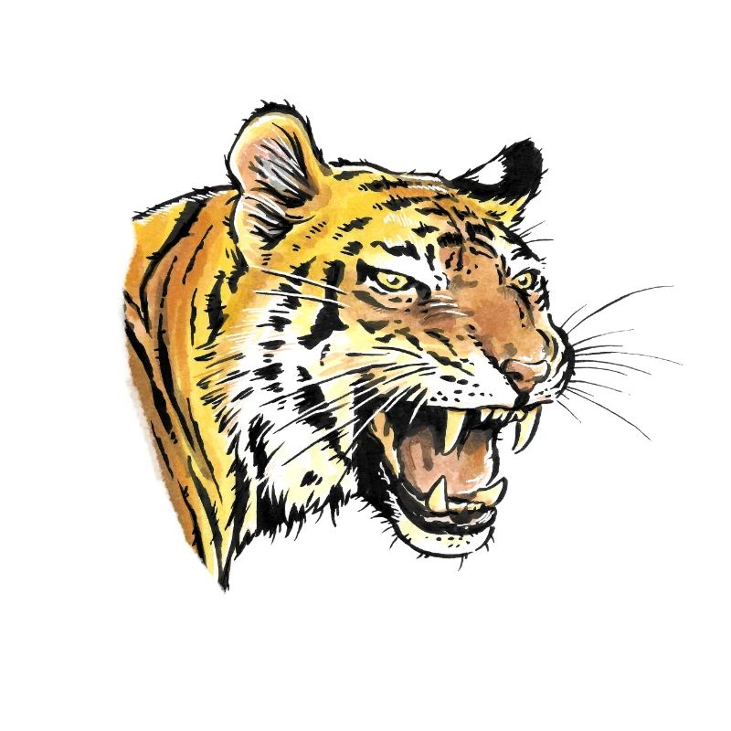 Tiger Portrait