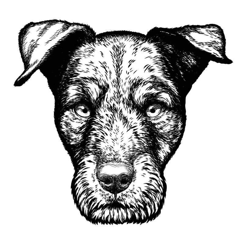 Portrait de Terrier de chasse