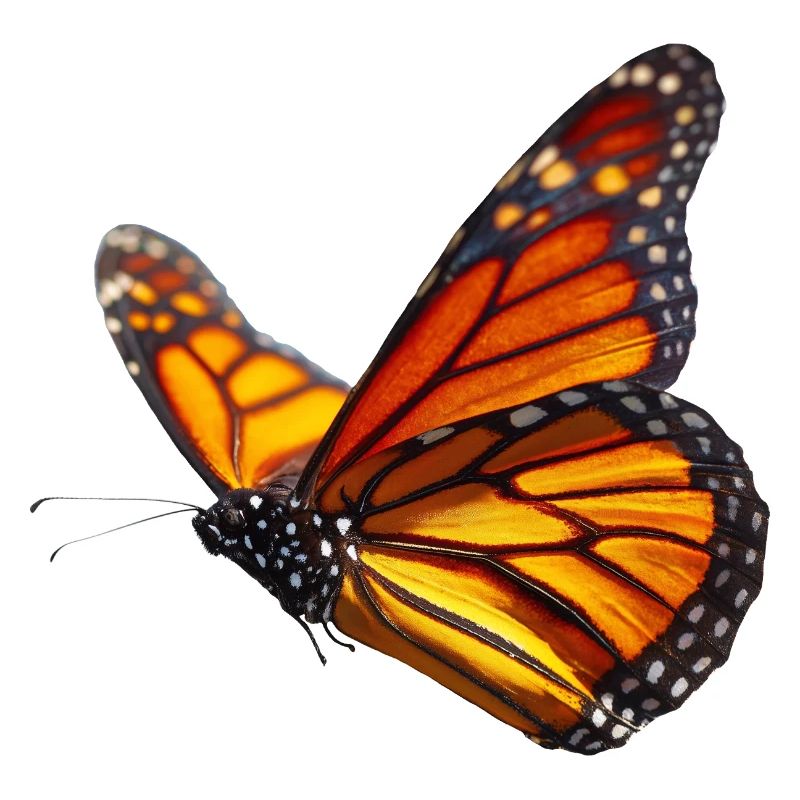 Papillon monarque en vol Design de la nature