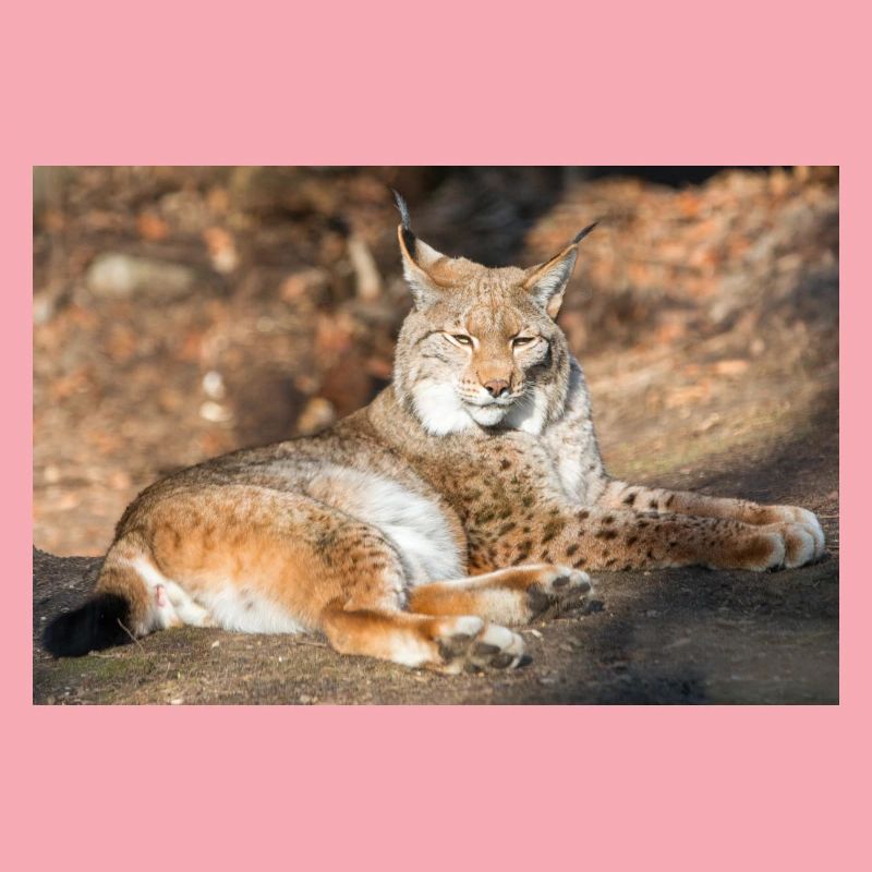 Eurasischer Luchs oder Nordluchs (Lynx lynx)