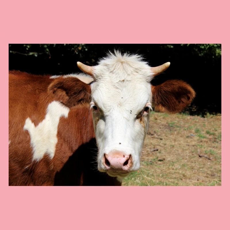 Affiche de vache