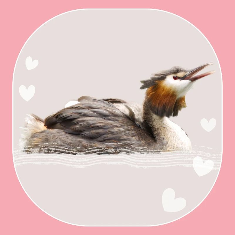 Great crested grebe