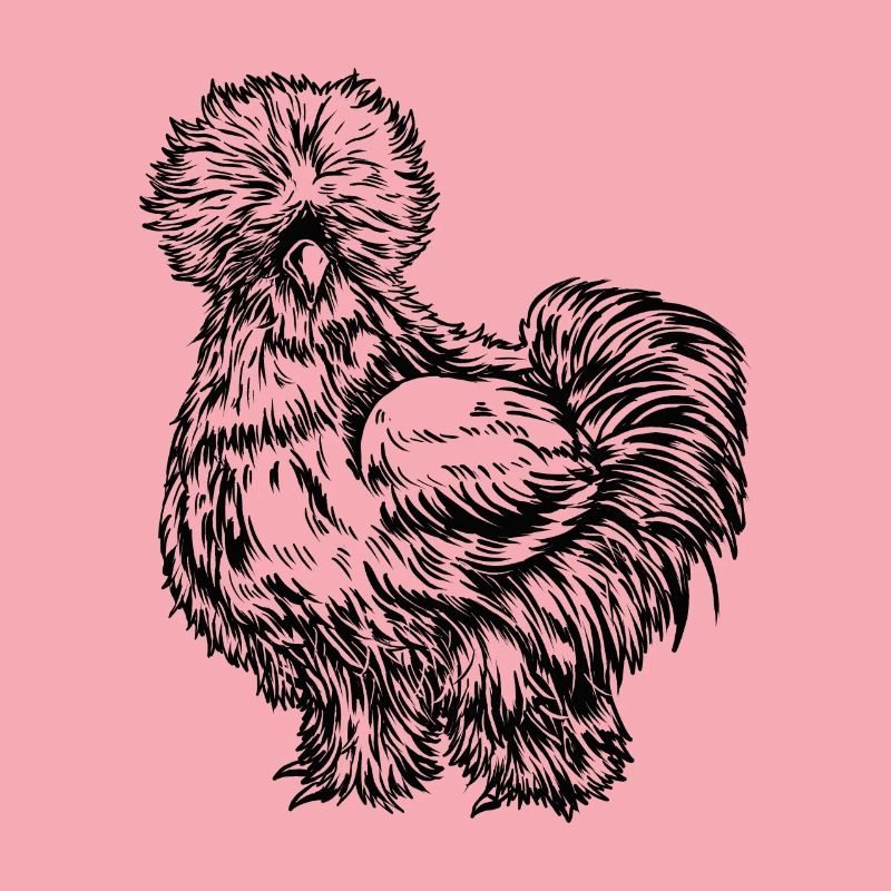 Silk Chicken Drawing