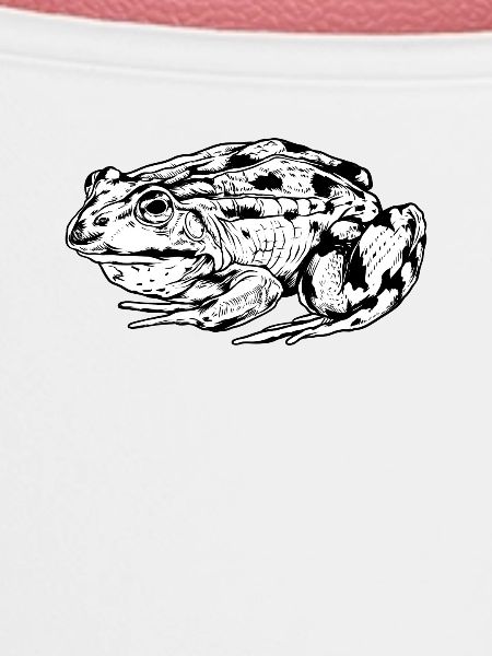 Zeichnung eines Frosch