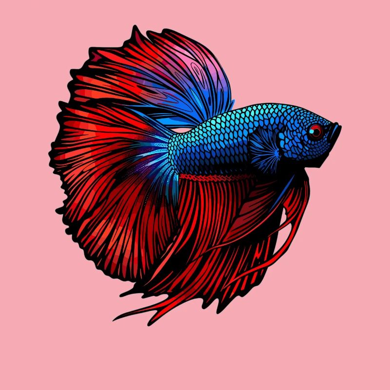 Bettas Betta Fish Betta