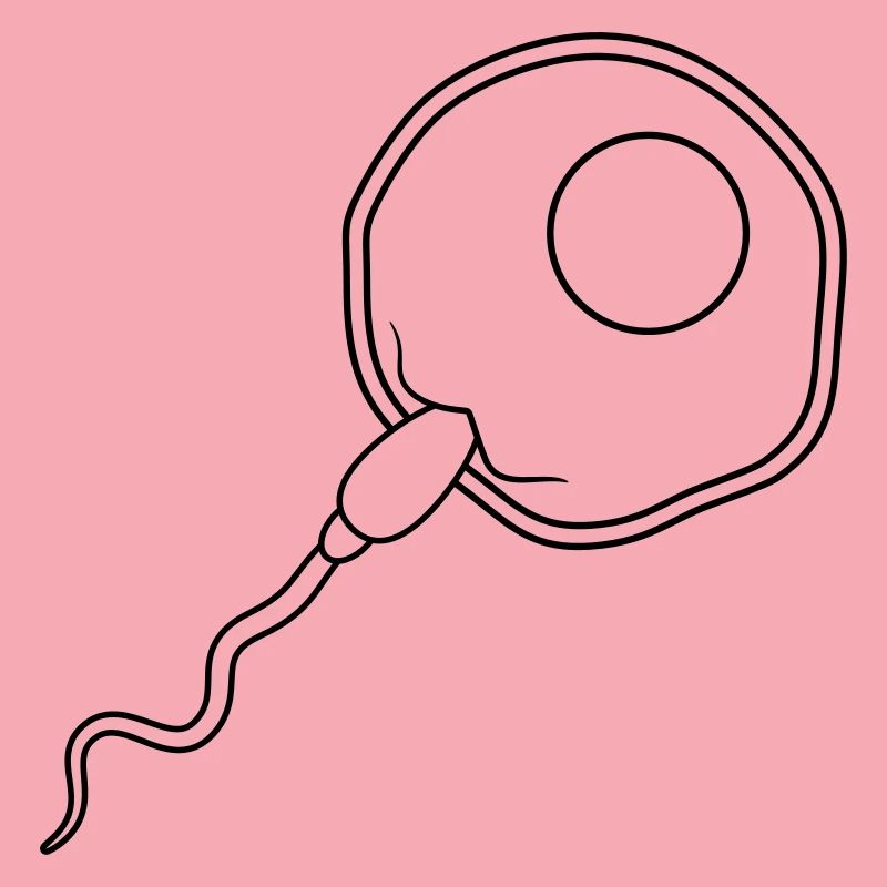 fertilization egg insemination egg sperm sperm