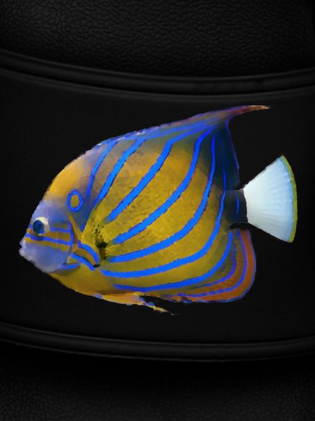fish tropical