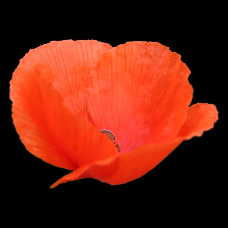 Mohnblume Mohn Klatschmohn