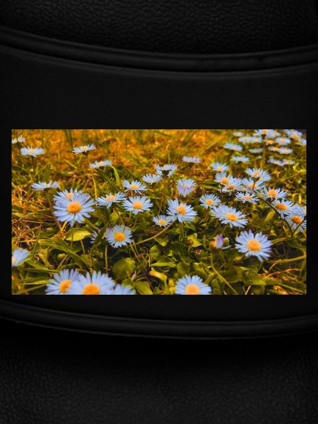 Daisies in Bloom
