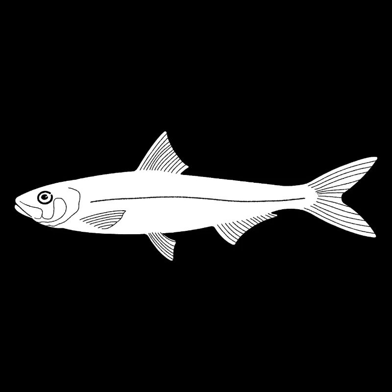 Sardine