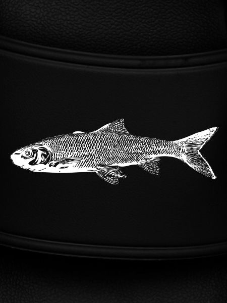 Trout fish