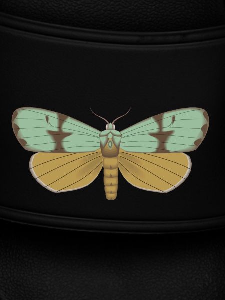 Butterfly 115
