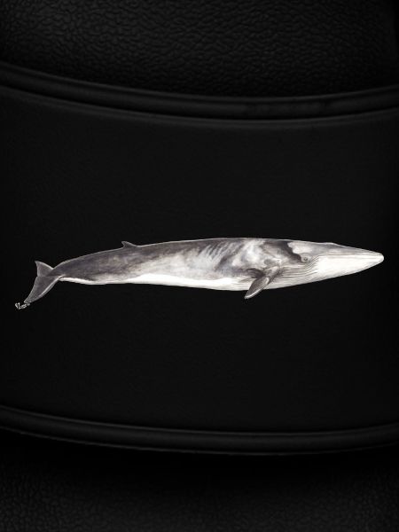 Fin whale Balaenoptera physalus