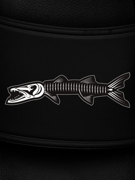 Skeleton of Barracuda