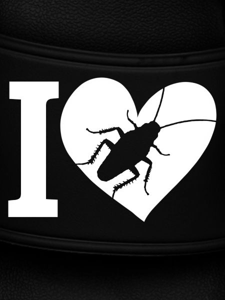 cockroach insect
