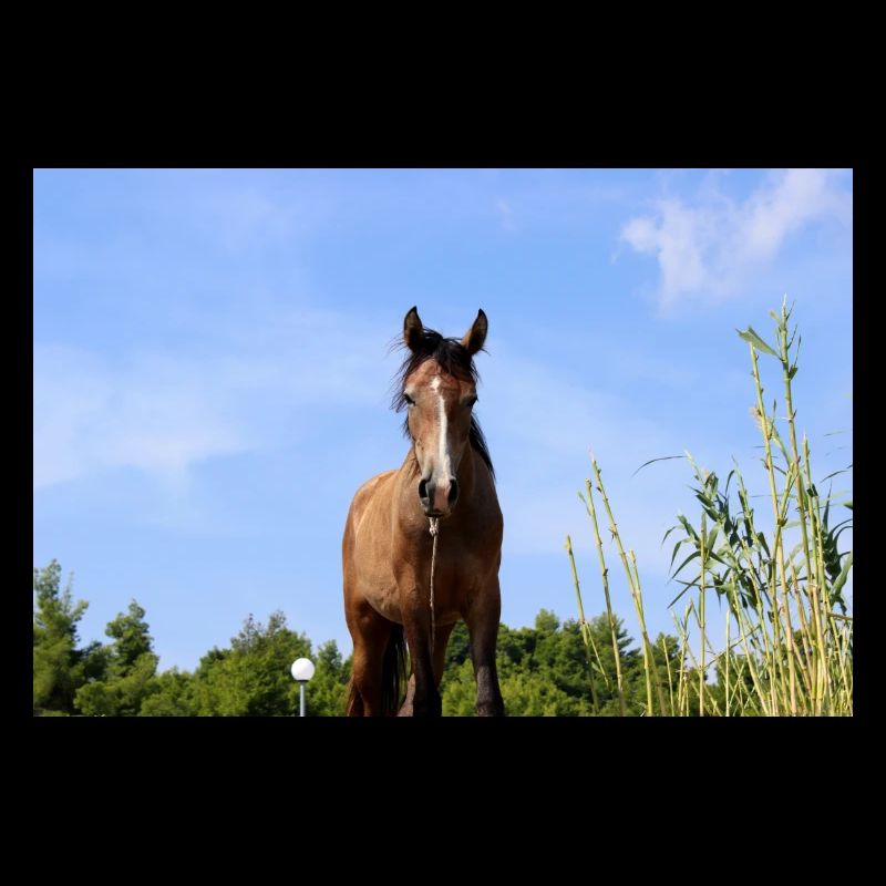 Affiche Cheval Cheval
