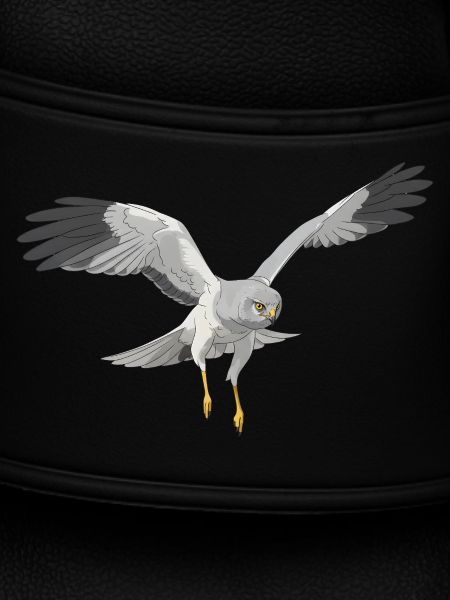 Hen Harrier Circus cyaneus