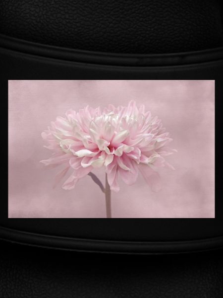 Chrysanthemum