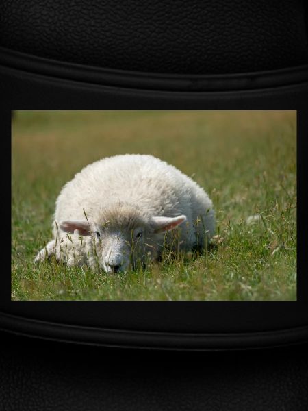 Ruhendes Schaf im Gras
