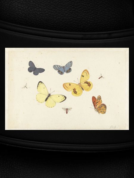Sheet_of_Studies_with_Five_Butterflies