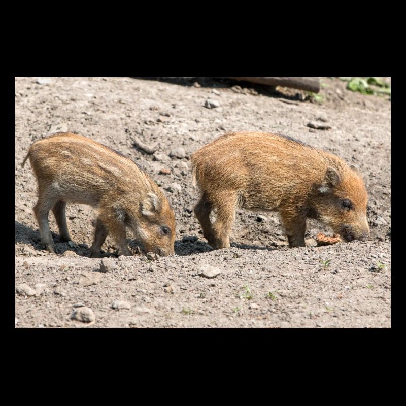 Frischling Wildschwein (Sus scrofa)
