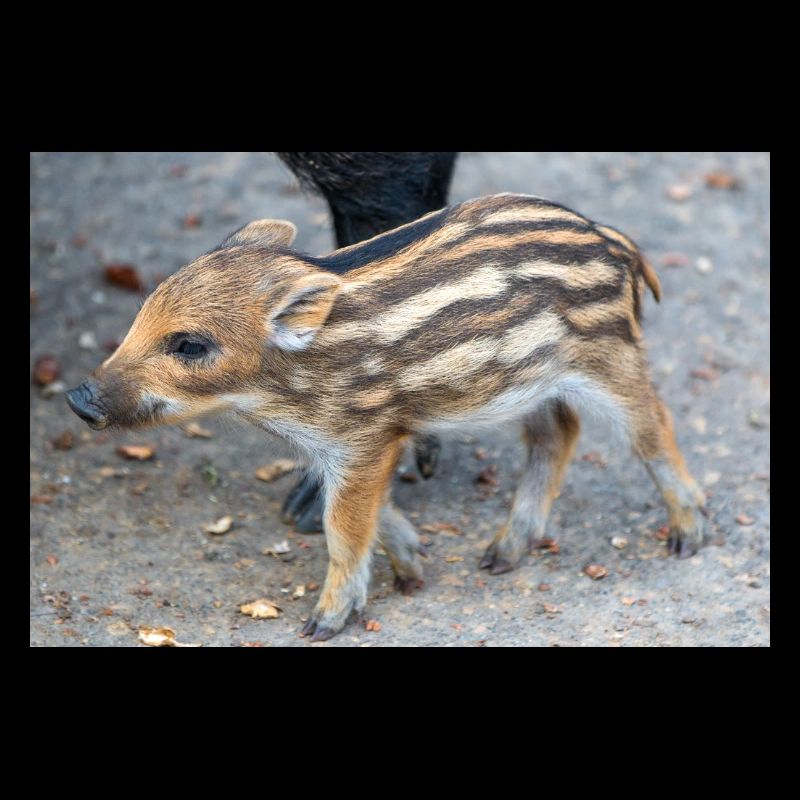 New wild boar (Sus scrofa) in the forest