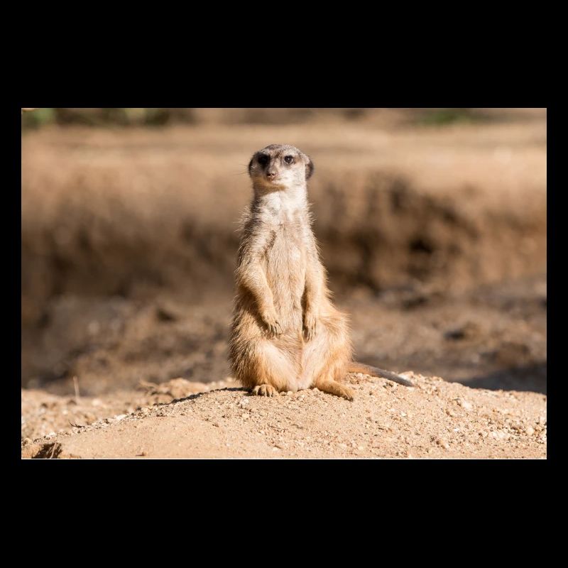 Meerkat (Suricata suricatta) meerkat