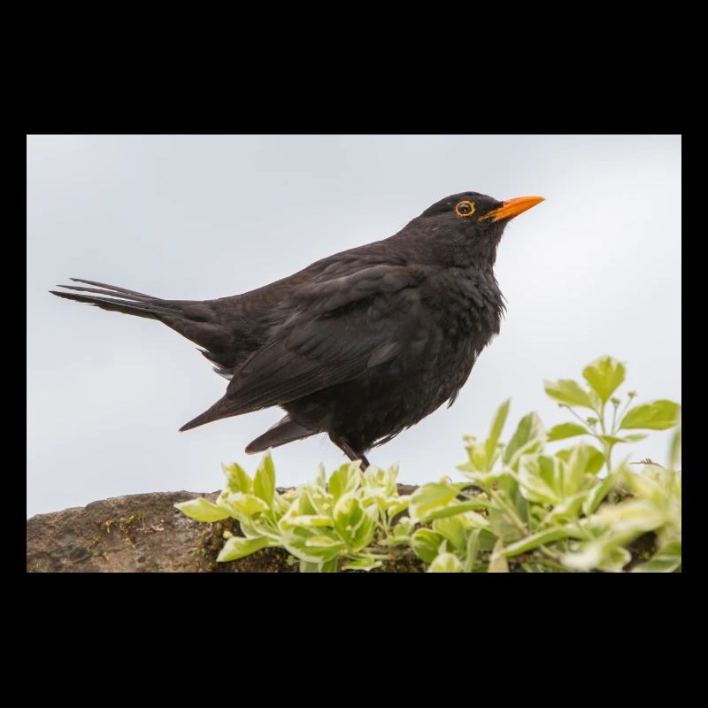 Blackbird (Turdus merula) Amsel Poster