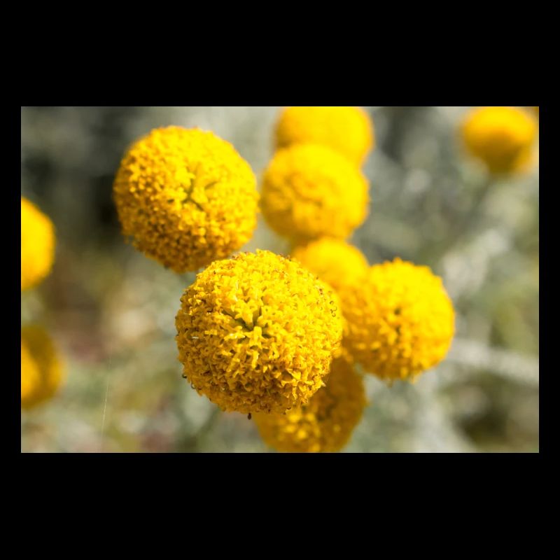 Coton lavande ou herbe sainte grise santoline