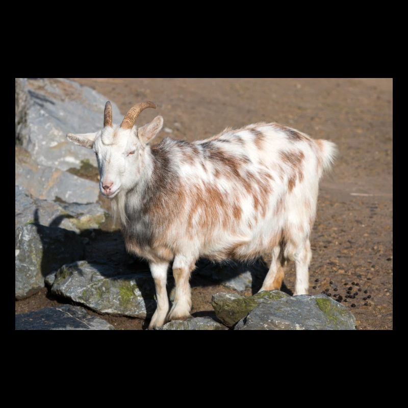 Zwergziege oder Zwergziege