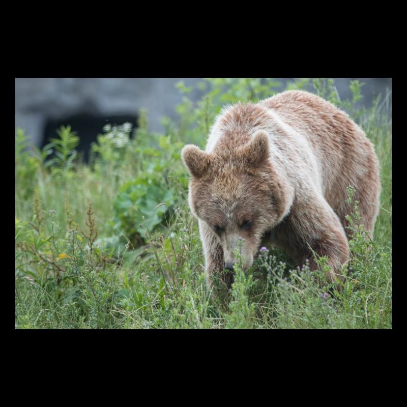 Braunbär Ursus arctos