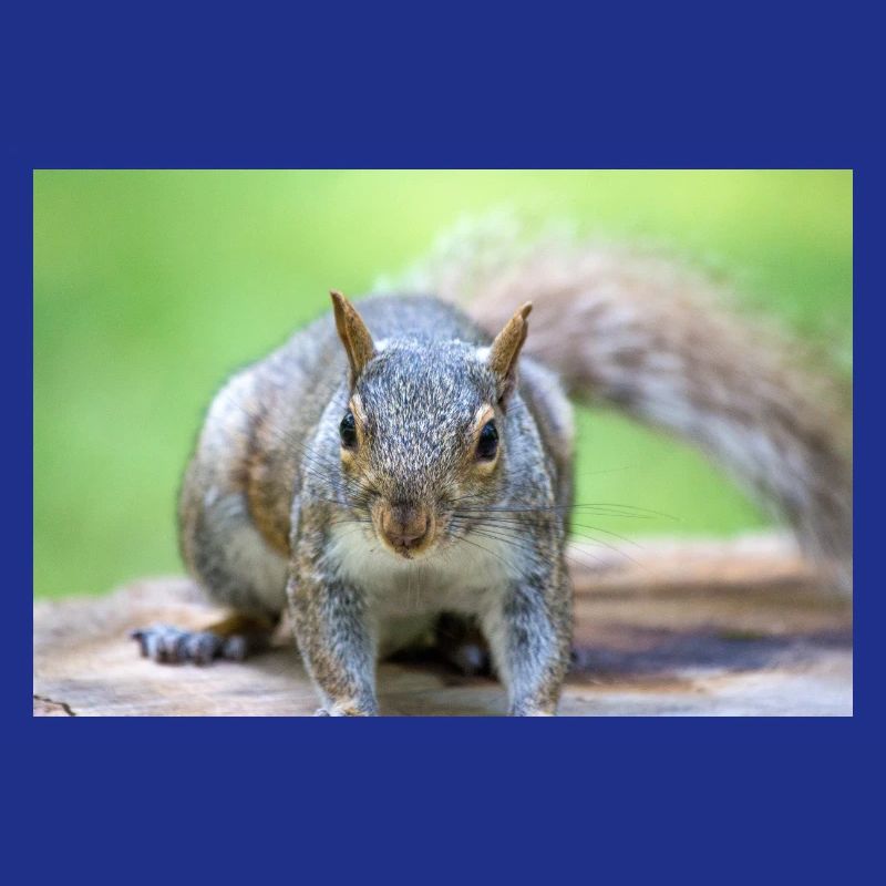 Grey squirrel Grauhörnchen Sciurus carolinensis