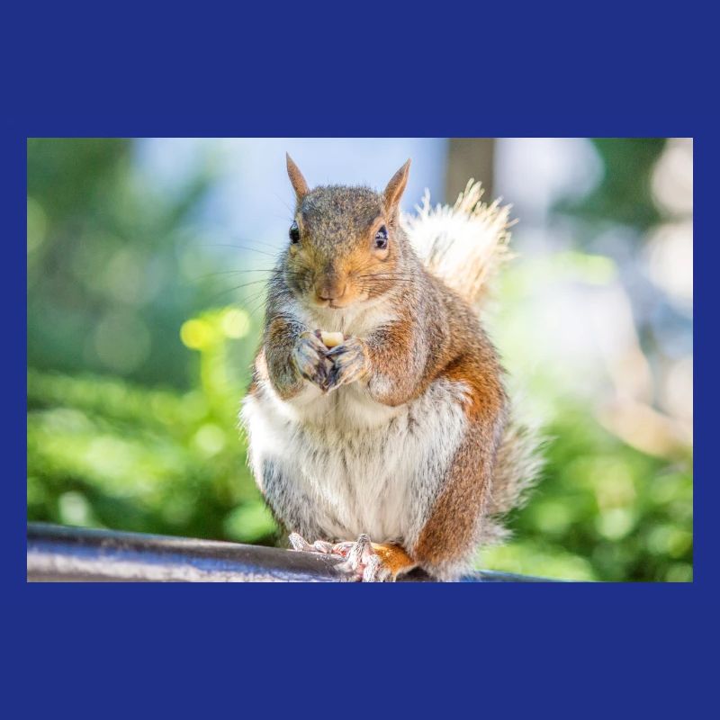 Manger Écureuil gris Grauhörnchen Sciurus carolin