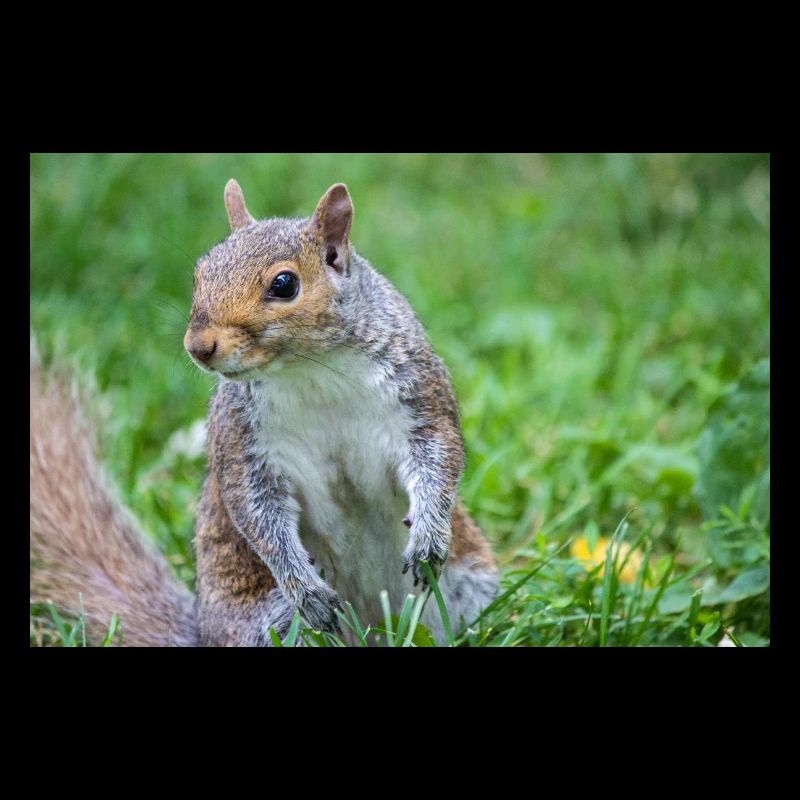 Grey squirrel Grauhörnchen Sciurus carolinensis
