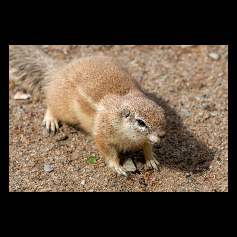 Afrikanisches Ziesel Borstenhörnchen Xerus